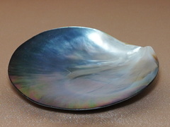 Lastura Pinctada margaritifera TPS100G Lastúra Pinctada margaritifera TPS100G.1.JPG TPS100G